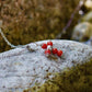 Collier « L’éternel » en Corail corse